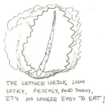 Lettuce spines