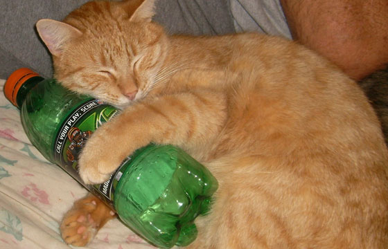 Cat with Mountain Dew bottle