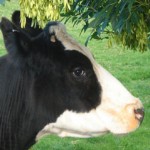 photo of a cow